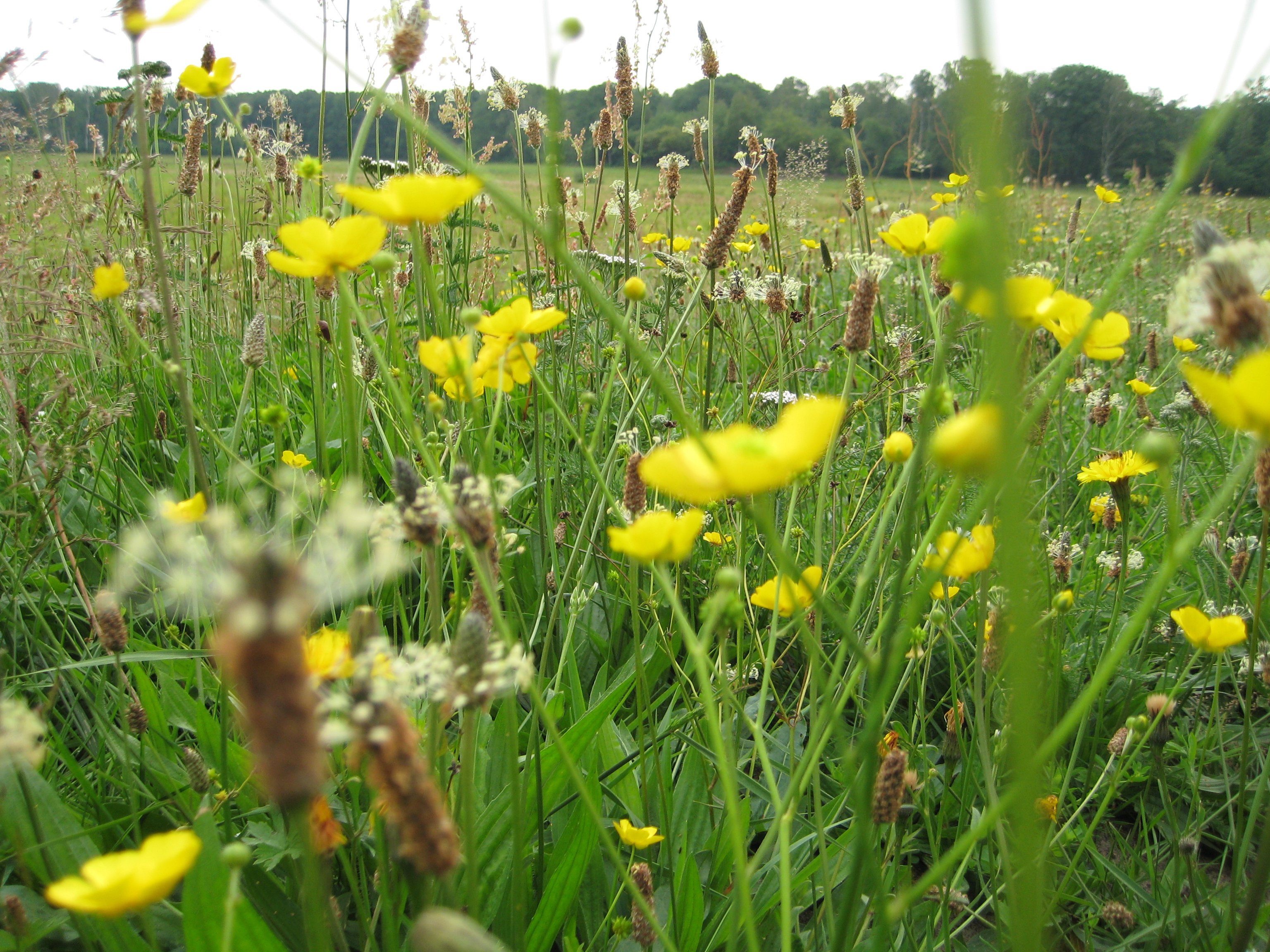 Veld met grassen en geel gekleurde bloemen