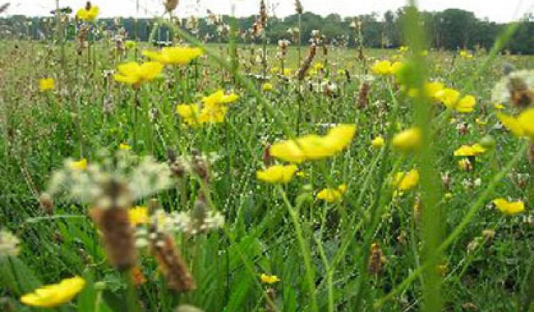 Biodiversiteit Biodiversiteit
