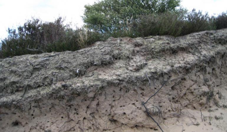 Verarming heide Verarming heide